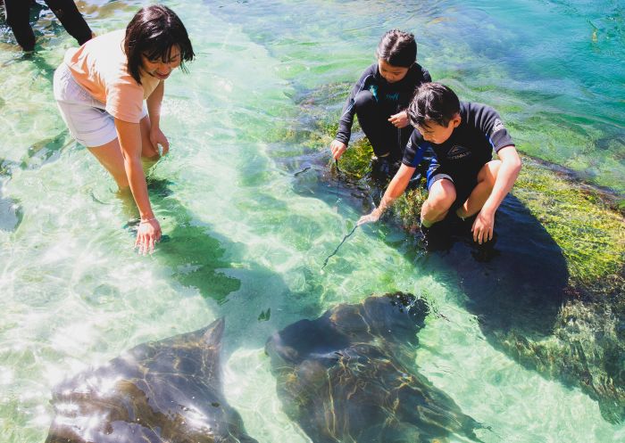 Family enjoying Irukandji Shark and Ray Encounters, Anna Bay