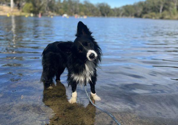 Dog enjoying the water at Lake Parramatta, Parramatta 