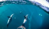 Dolphin Swim Australia, Port Stephens - Credit: Dolphin Swim Australia